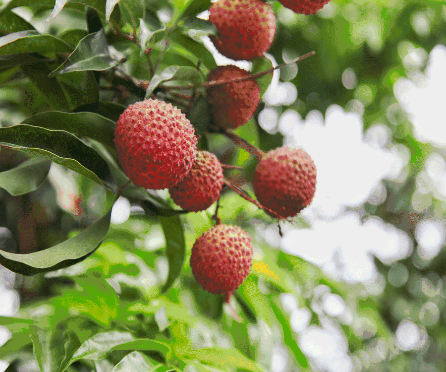镇隆荔枝 镇隆荔枝