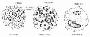 血液病学 血液病学