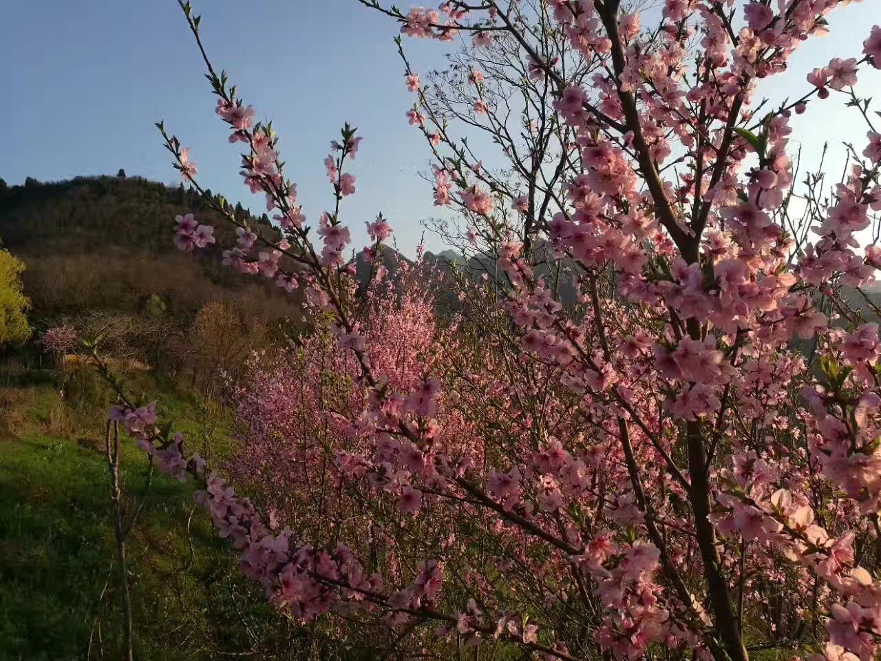 居士花林 居士花林