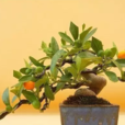 金豆(芸香科金橘属) 金豆(芸香科金橘属)
