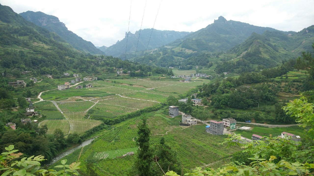 靠河葡萄园 靠河葡萄园