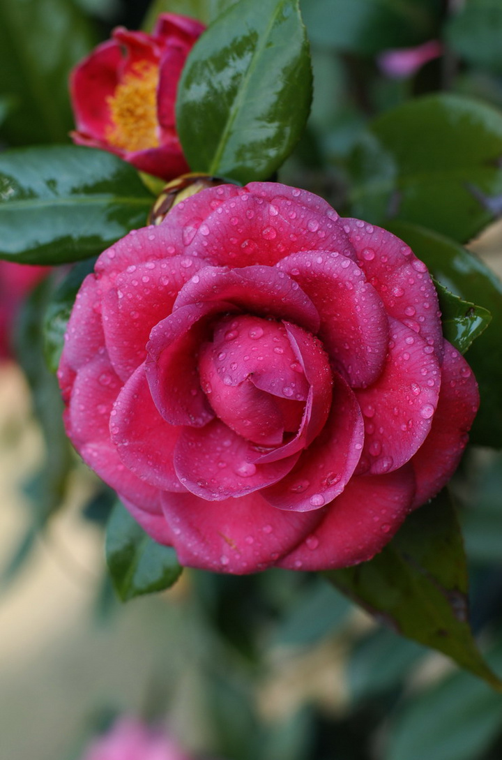 山茶花 山茶花