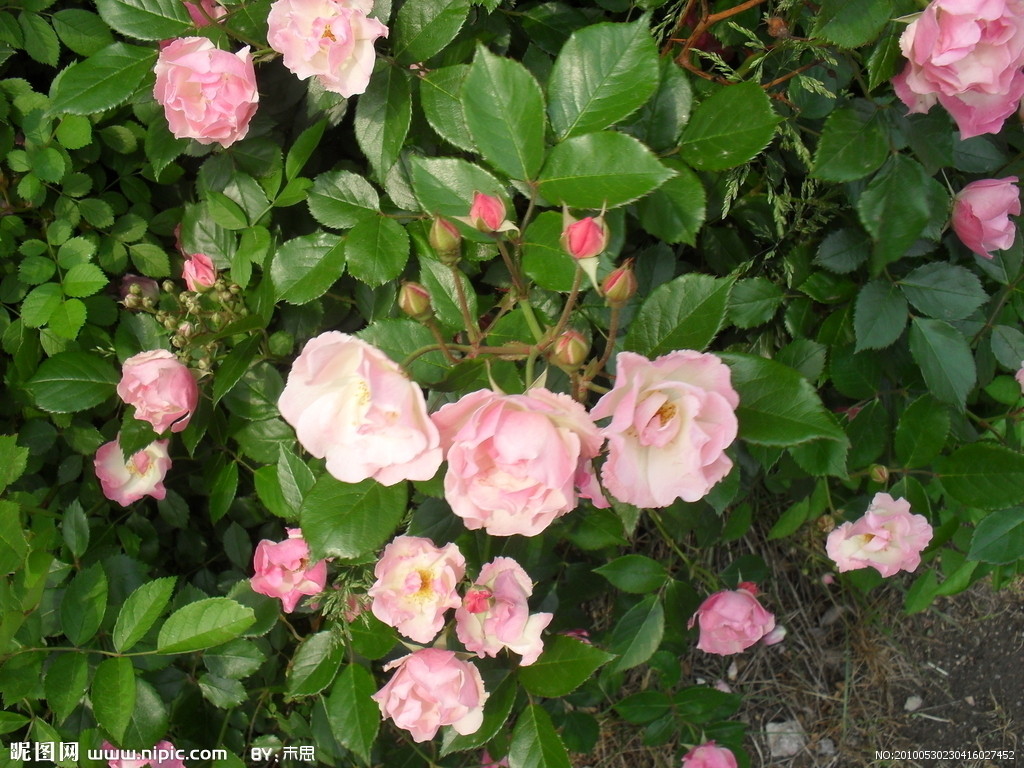 山茶花 山茶花