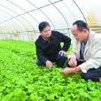 永定县农业局 永定县农业局