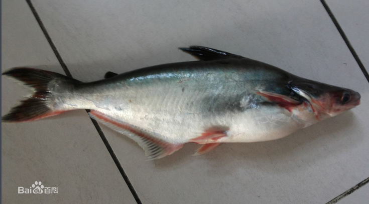 湄公鱼 湄公鱼