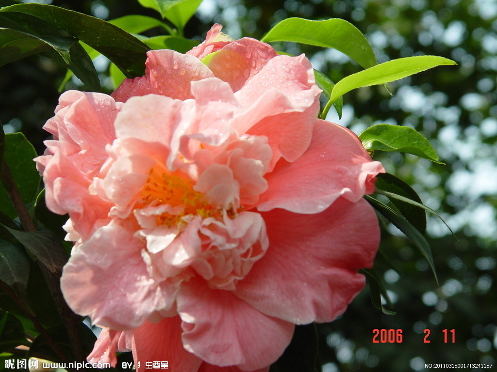 山茶花 山茶花
