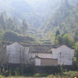 杨山村(浙江省丽水市景宁县金钟乡杨山村) 杨山村(浙江省丽水市景宁县金钟乡杨山村)