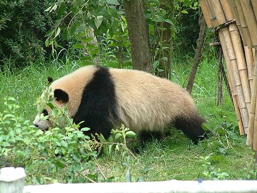九寨沟大熊猫 九寨沟大熊猫