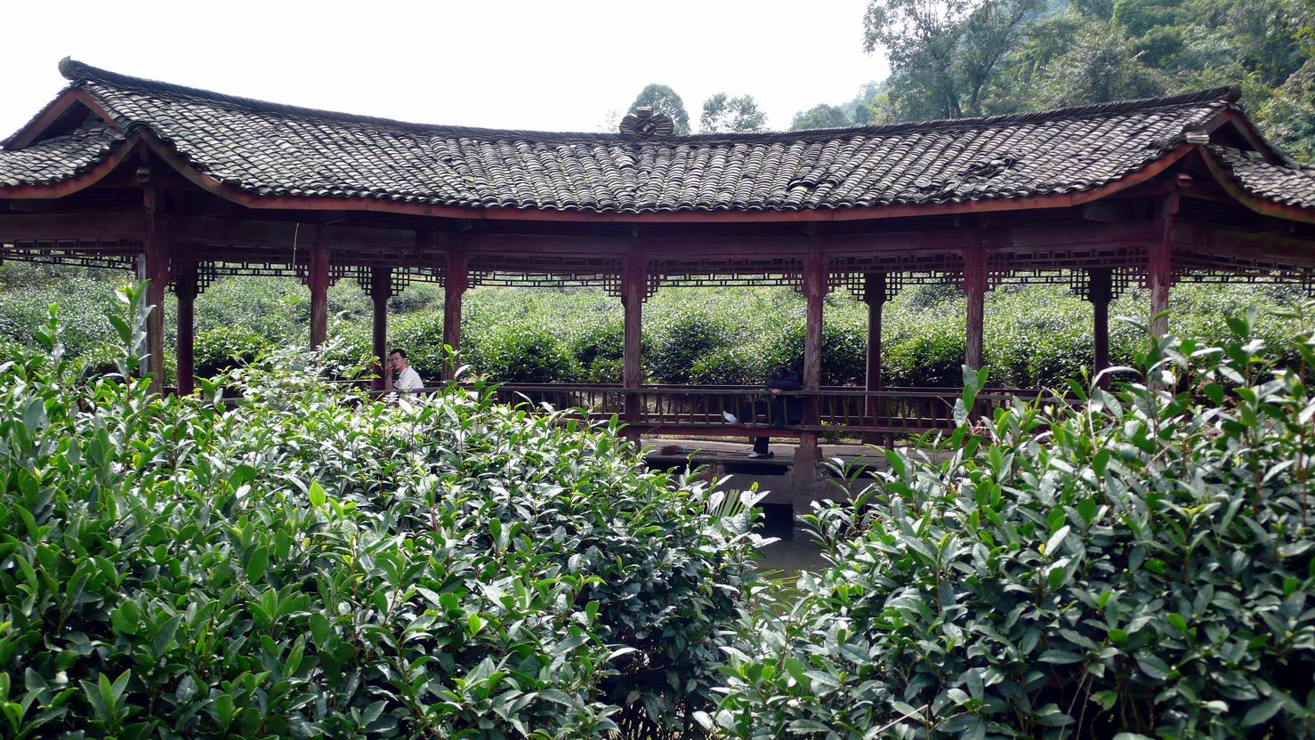蒙顶茶 蒙顶茶