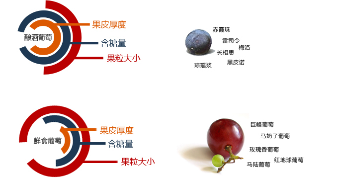 酿酒葡萄和普通葡萄区别 酿酒葡萄和普通葡萄区别