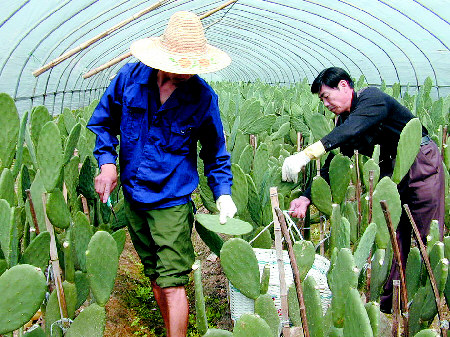 仙人掌 仙人掌