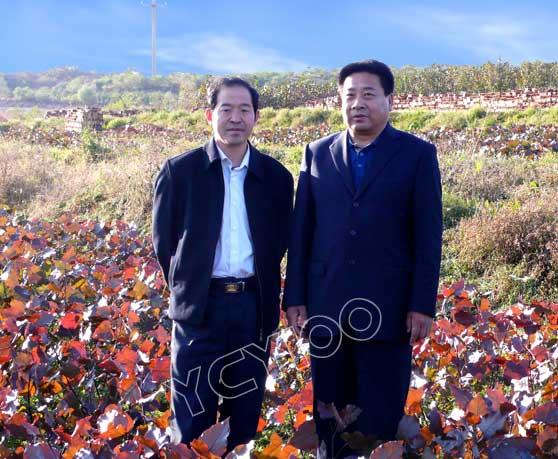 中红杨 中红杨