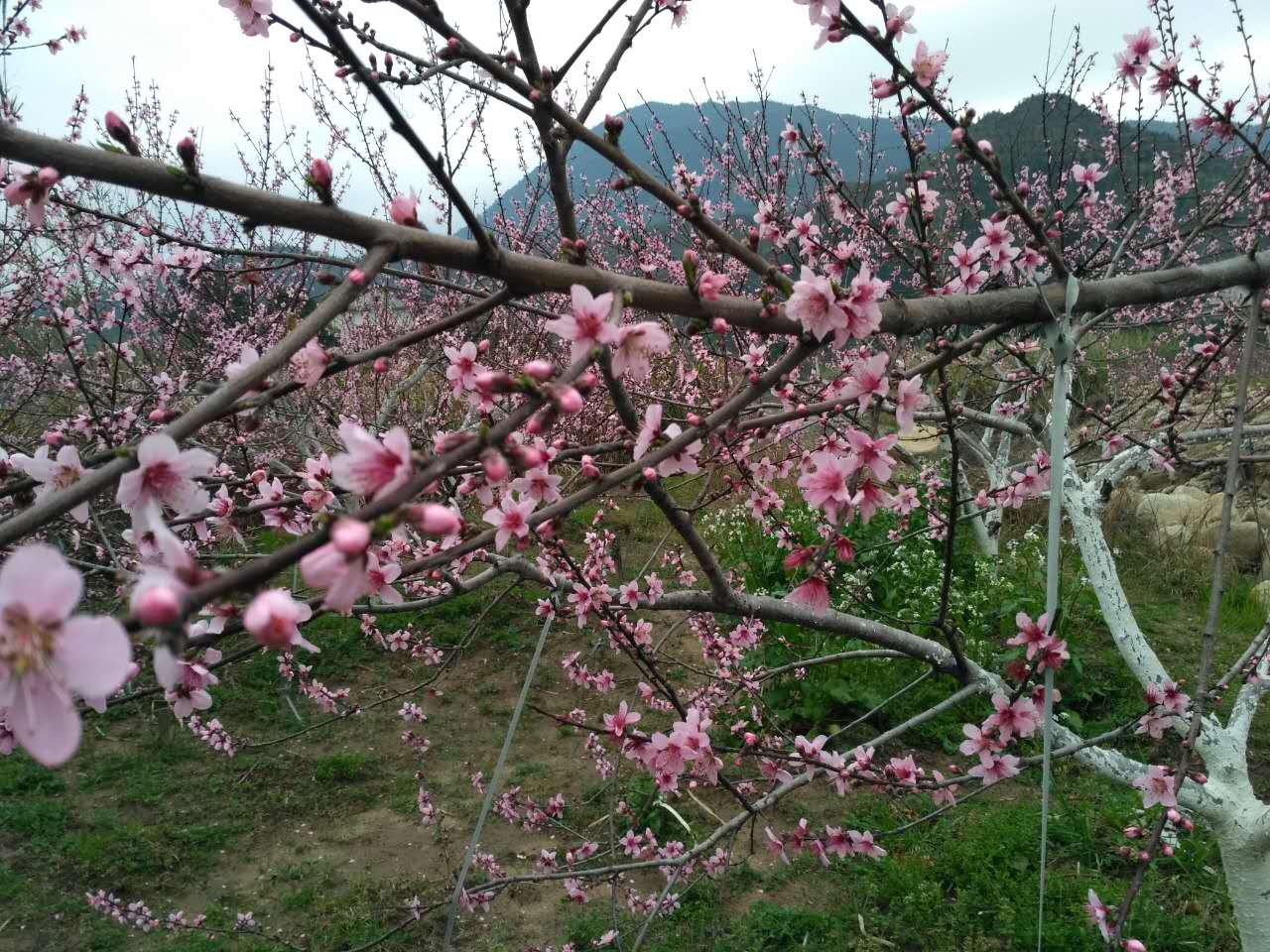 下村乡 下村乡