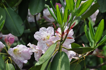 天台山杜鹃花 天台山杜鹃花