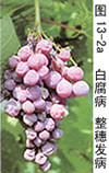 葡萄(葡萄属植物) 葡萄(葡萄属植物)