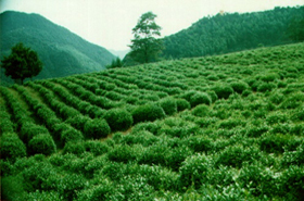 汀溪兰香茶园 汀溪兰香茶园