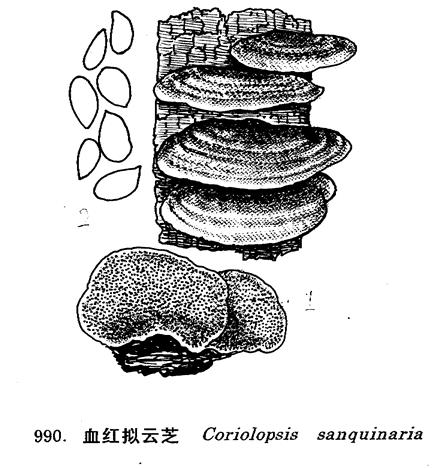 血红拟云芝 血红拟云芝