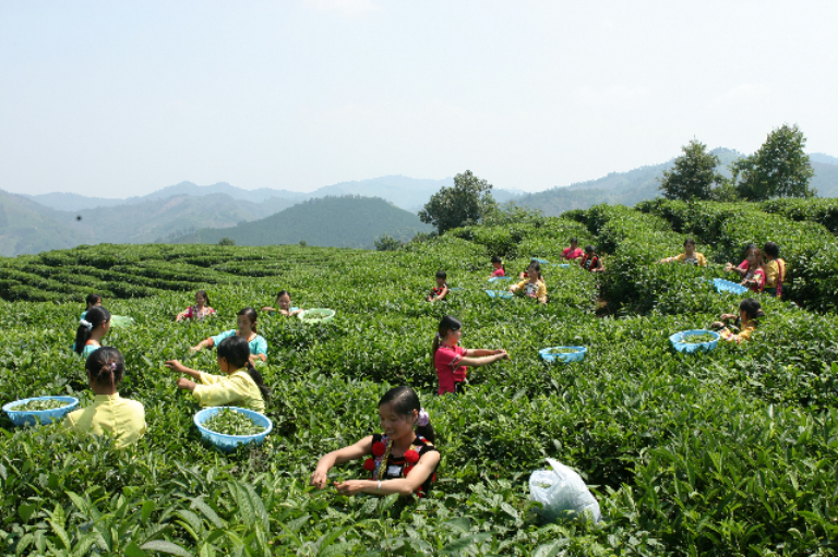 百色红茶 百色红茶