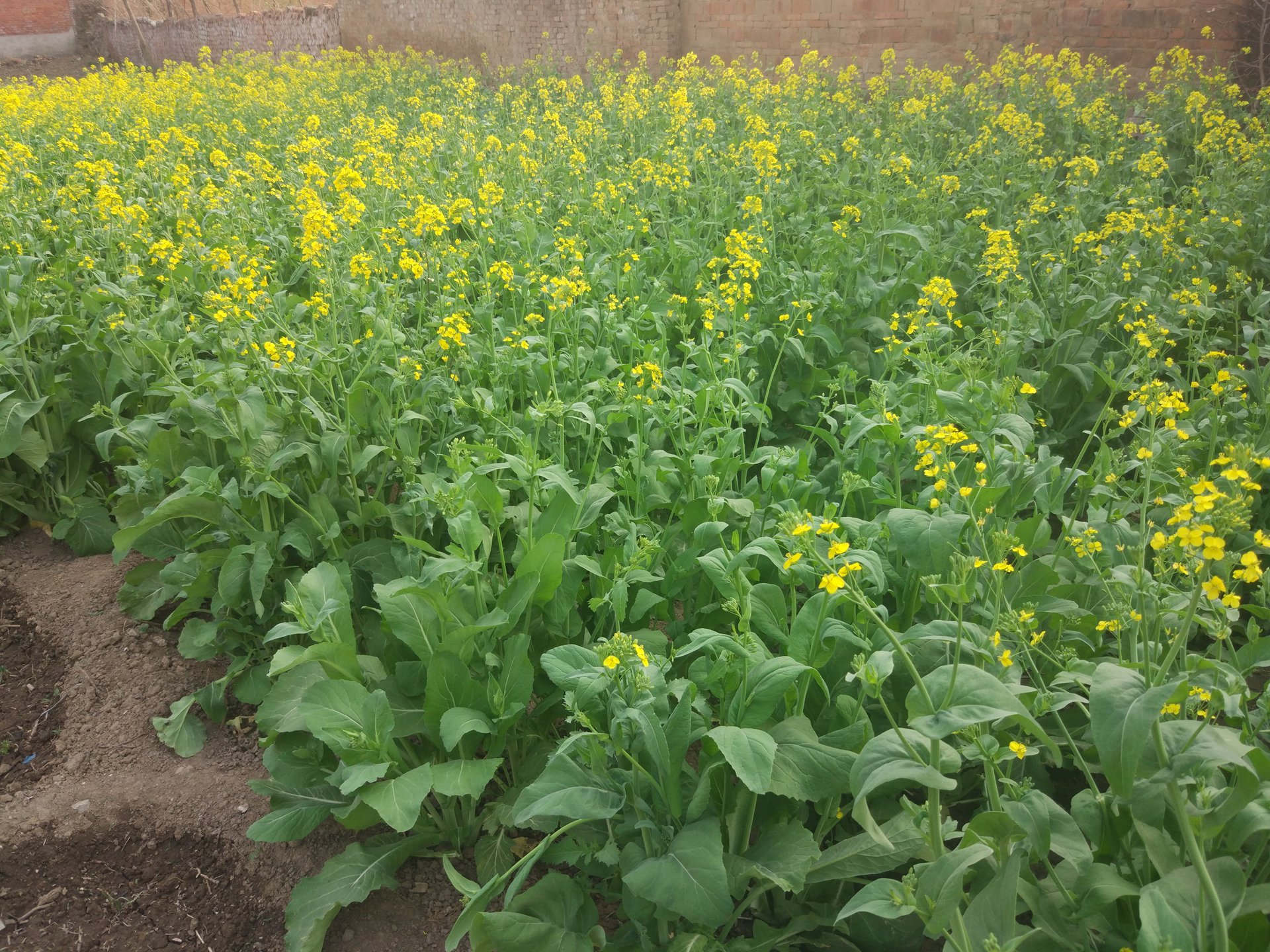 油菜花 油菜花