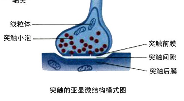 突触结构图 突触结构图