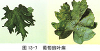 葡萄(葡萄属植物) 葡萄(葡萄属植物)