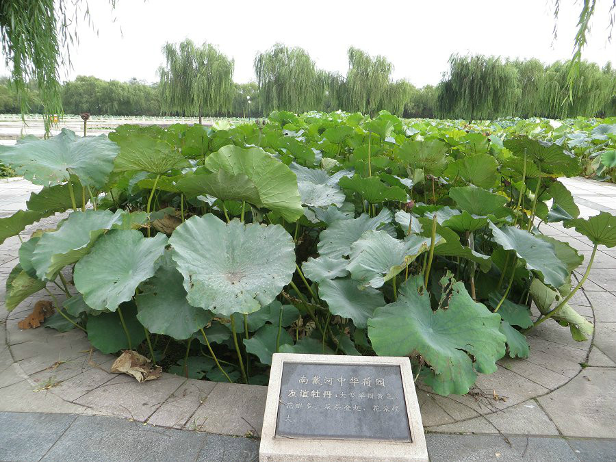 华夏莲池 华夏莲池