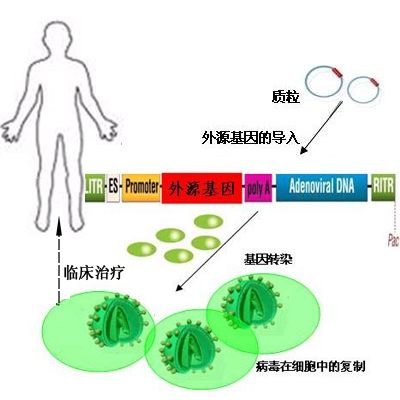 基因治疗 基因治疗