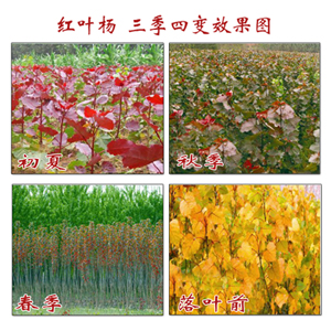 红叶杨三季四变效果图 红叶杨三季四变效果图
