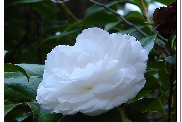 山茶花 山茶花