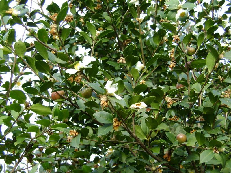 茶果 茶果
