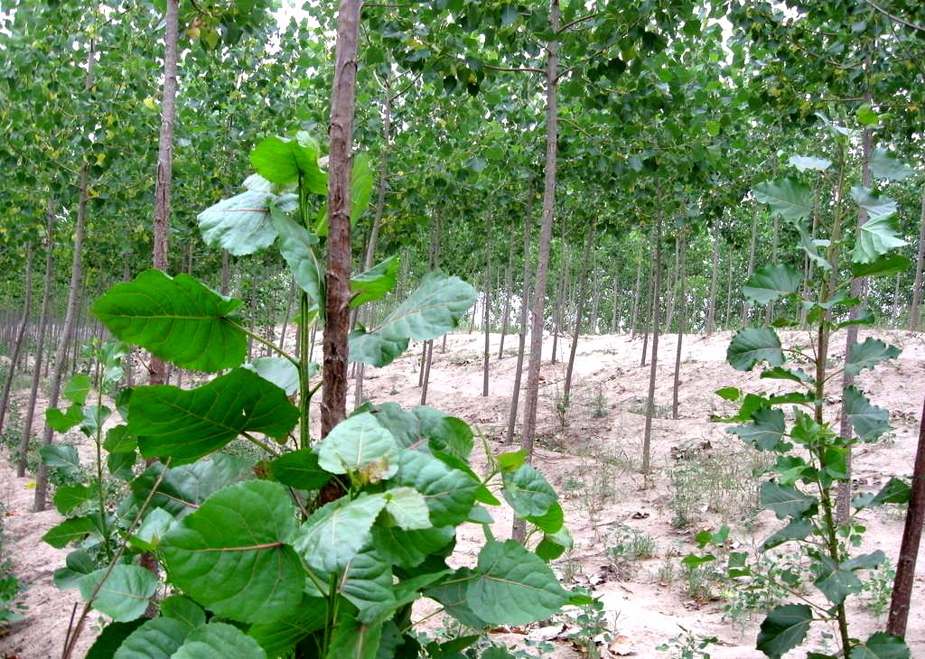 A123(杨柳科杨属品种) A123(杨柳科杨属品种)