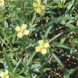 水丁香(桃金孃目柳叶菜科植物) 水丁香(桃金孃目柳叶菜科植物)