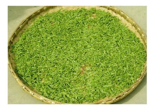 天山绿茶 天山绿茶