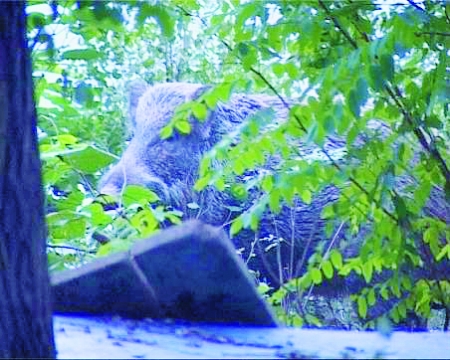 野公猪 野公猪