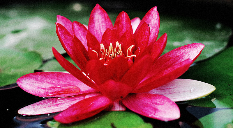 李渔:芙蕖 李渔:芙蕖