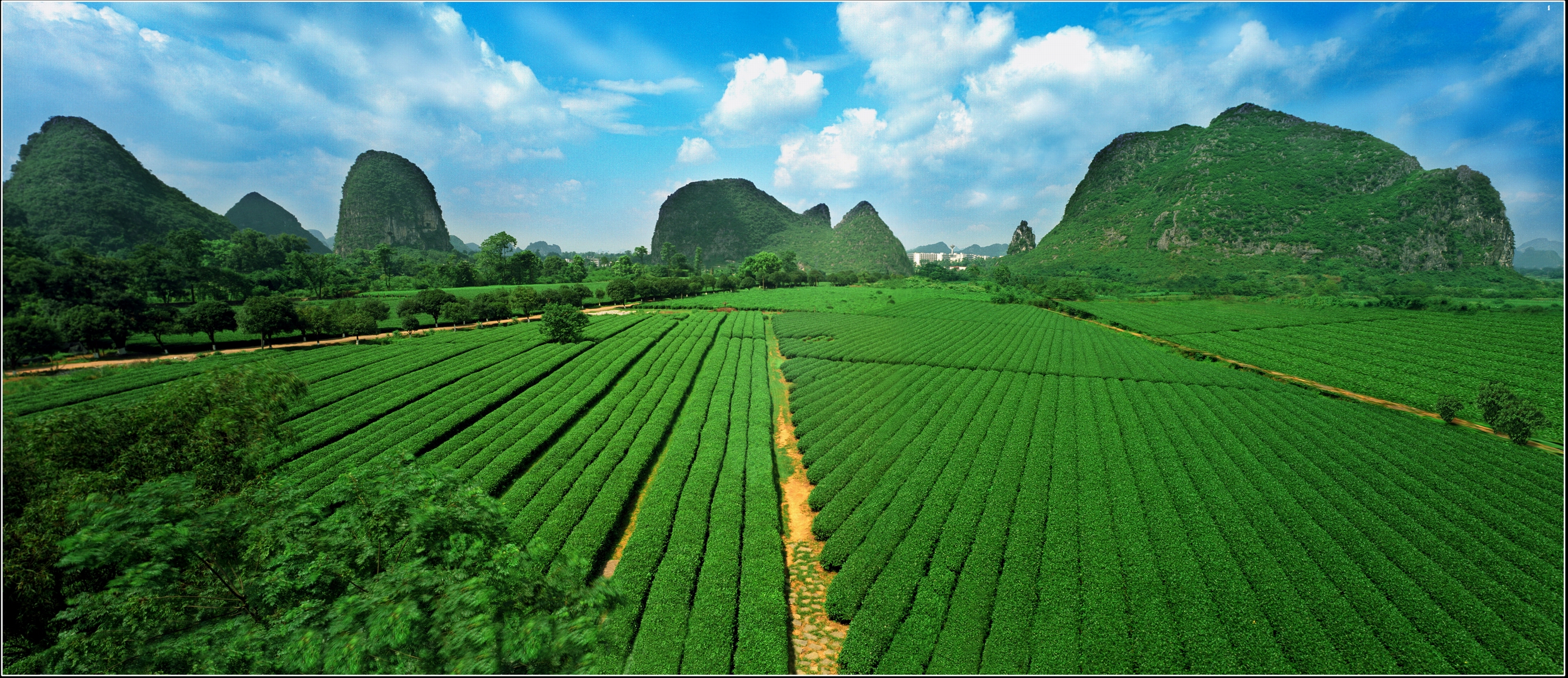 广西桂林茶叶科学研究所 广西桂林茶叶科学研究所