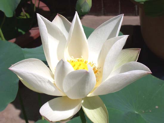 花石镇(湖南省湘潭县下辖镇) 花石镇(湖南省湘潭县下辖镇)