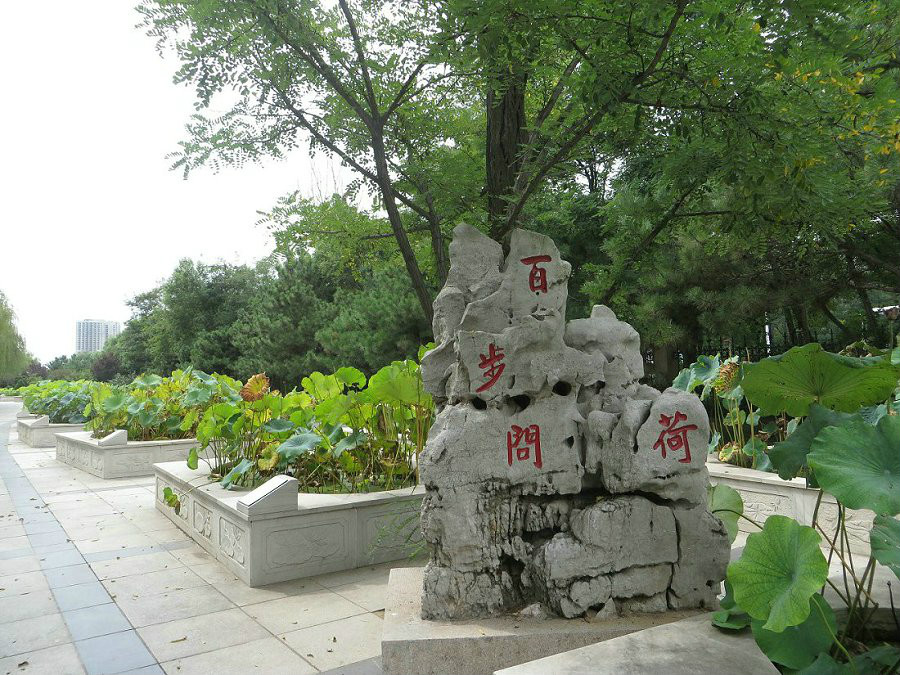 百步问荷 百步问荷