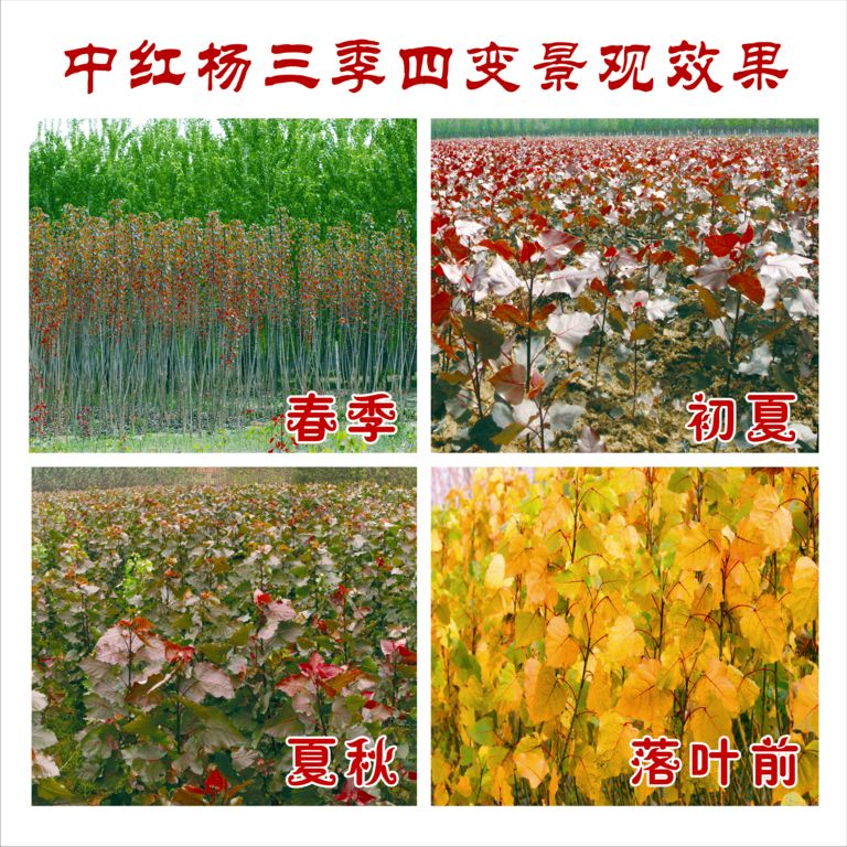 中红杨叶面颜色三季四变效果图 中红杨叶面颜色三季四变效果图