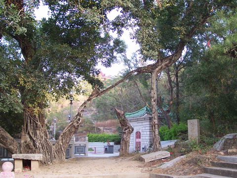 华山寺古榕树 华山寺古榕树