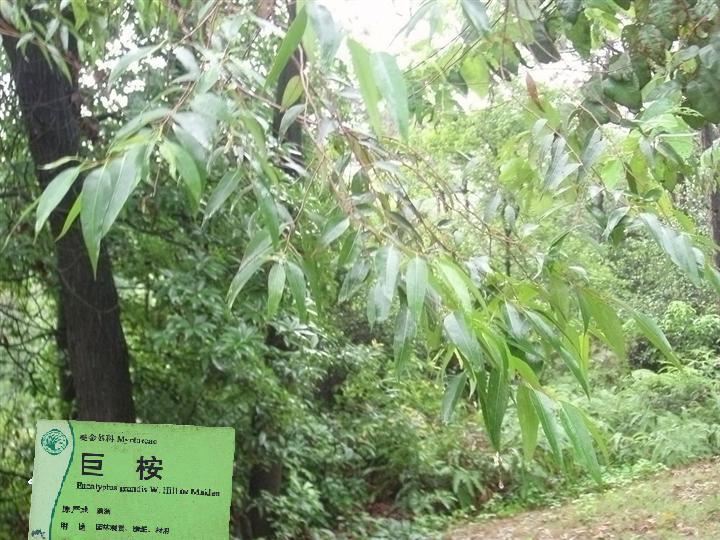 巨桉昆士兰群体023家系 巨桉昆士兰群体023家系