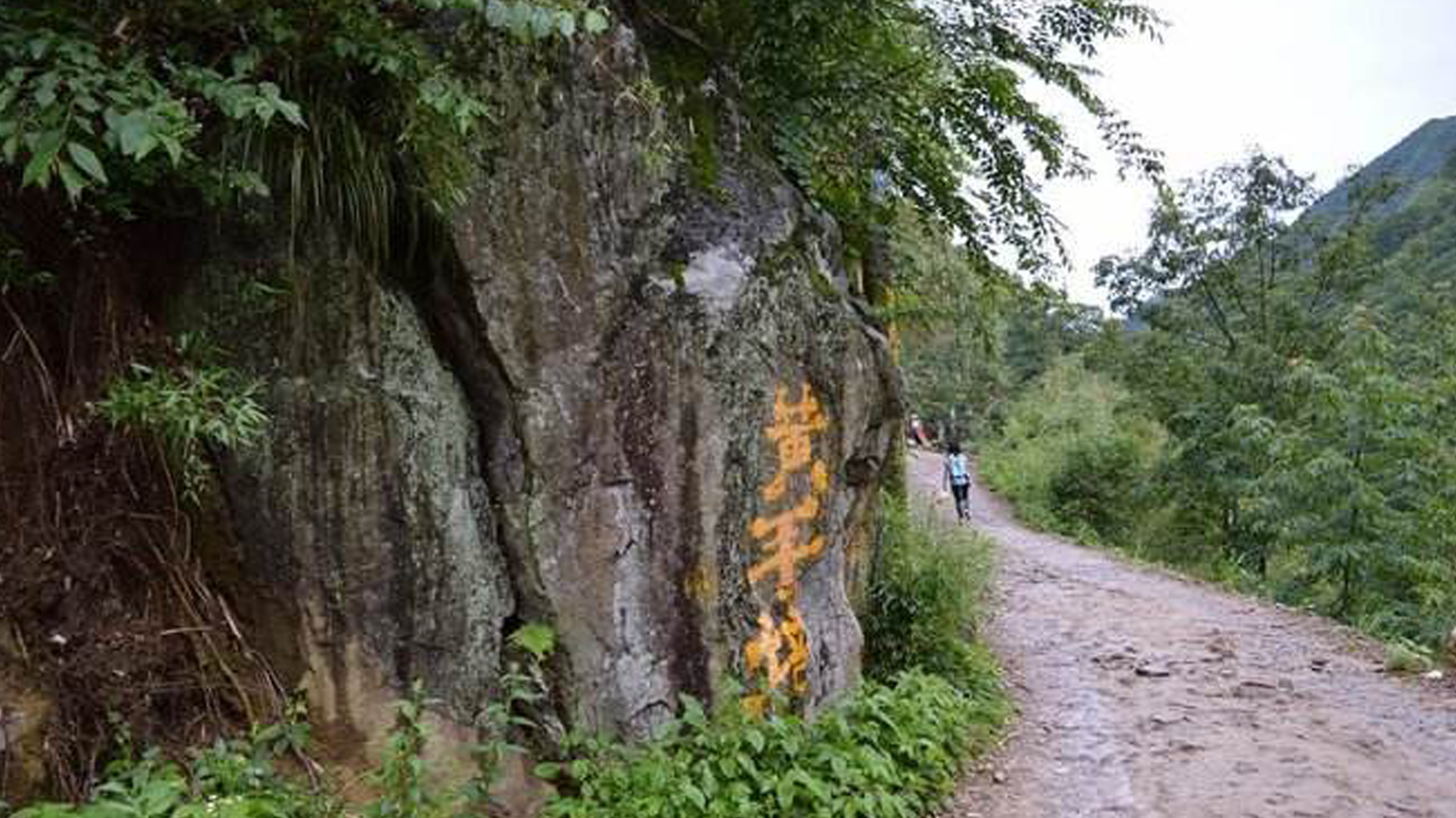 黄毛培 黄毛培