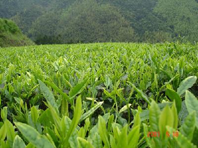 杨山村 杨山村