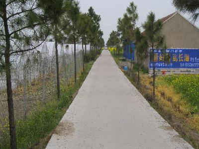 新仓镇新星村宽敞的水泥路 新仓镇新星村宽敞的水泥路