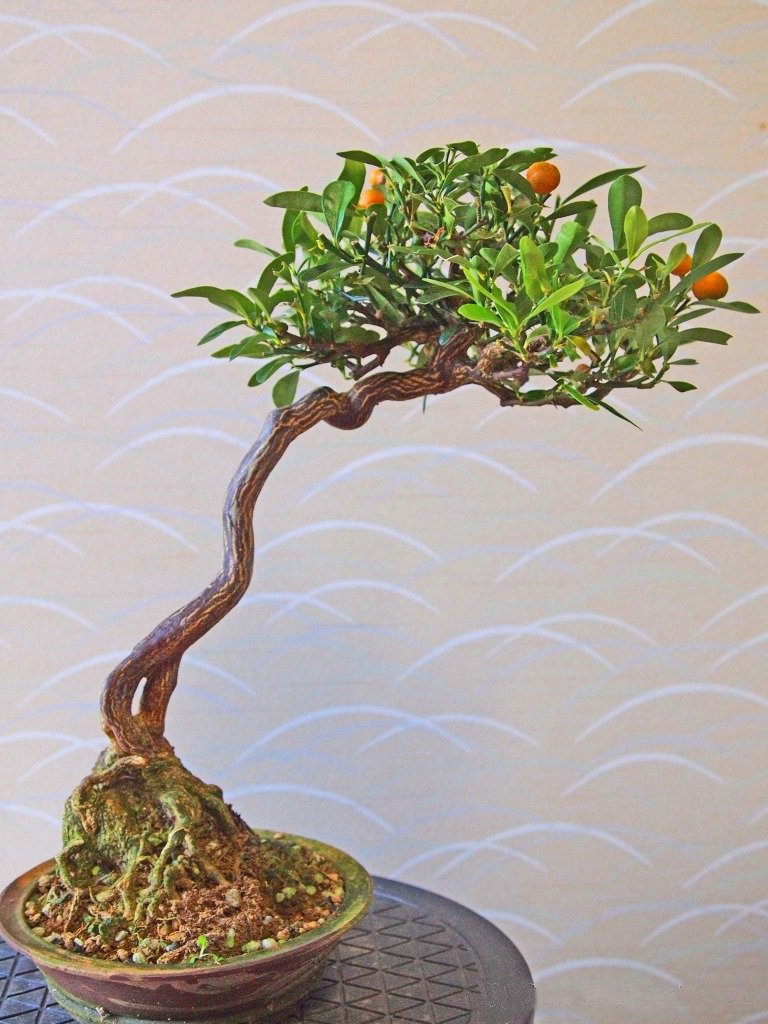 金豆 金豆