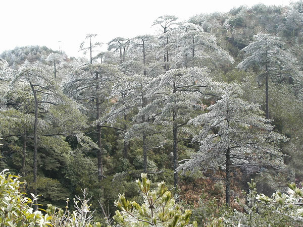 天宫山雪松 天宫山雪松