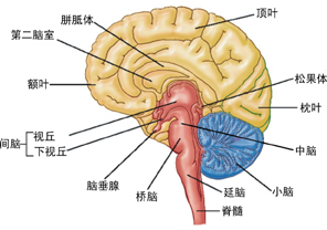 认知神经科学 认知神经科学