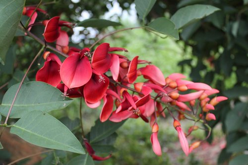 刺桐花(福建省泉州市的市花和湖南省益阳市市花) 刺桐花(福建省泉州市的市花和湖南省益阳市市花)