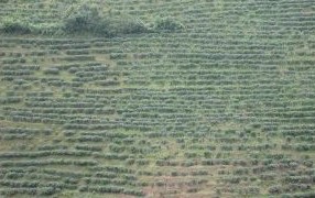 小景谷茶区特点 小景谷茶区特点