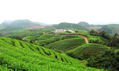 汀溪兰香茶 汀溪兰香茶